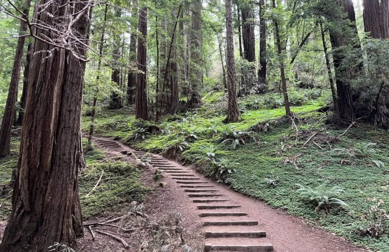 Best Hiking Trails in Muir Woods