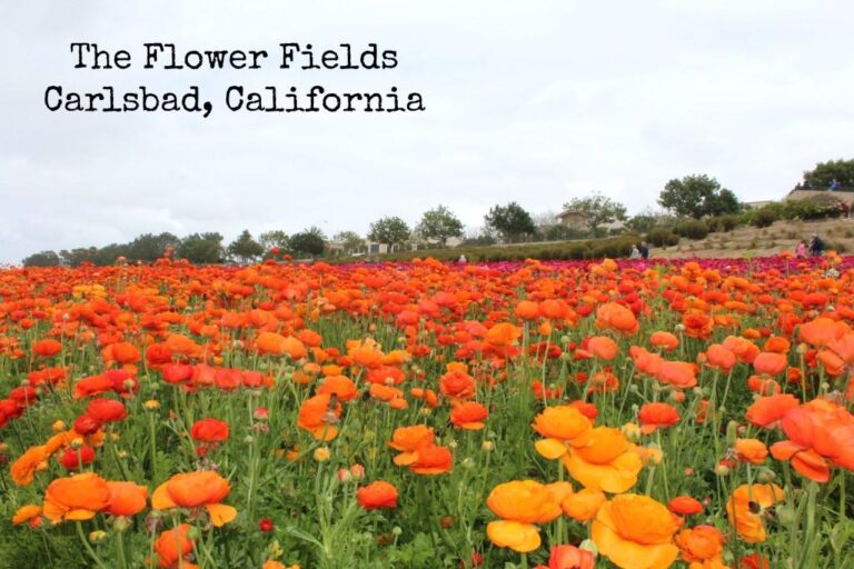 Best Time to Visit Carlsbad Flower Fields