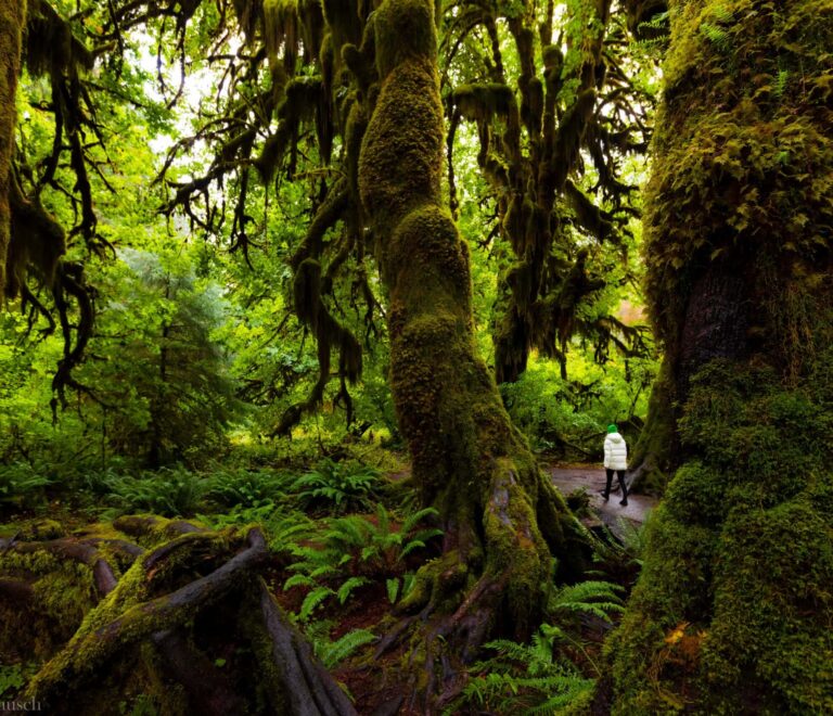 Best Time to Visit Hoh Rainforest