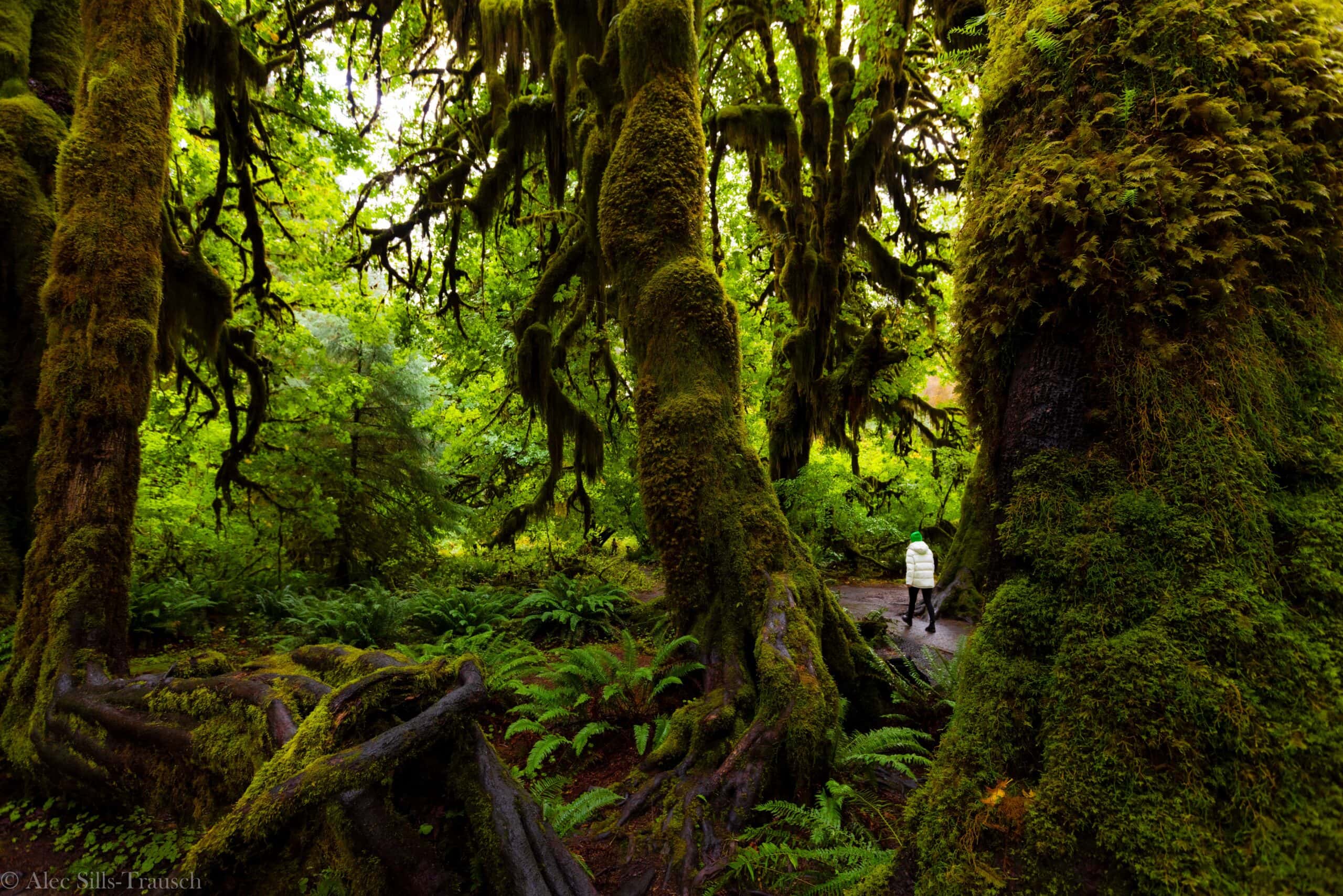 Best Time to Visit Hoh Rainforest