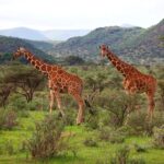 Best Time to Visit Kenya