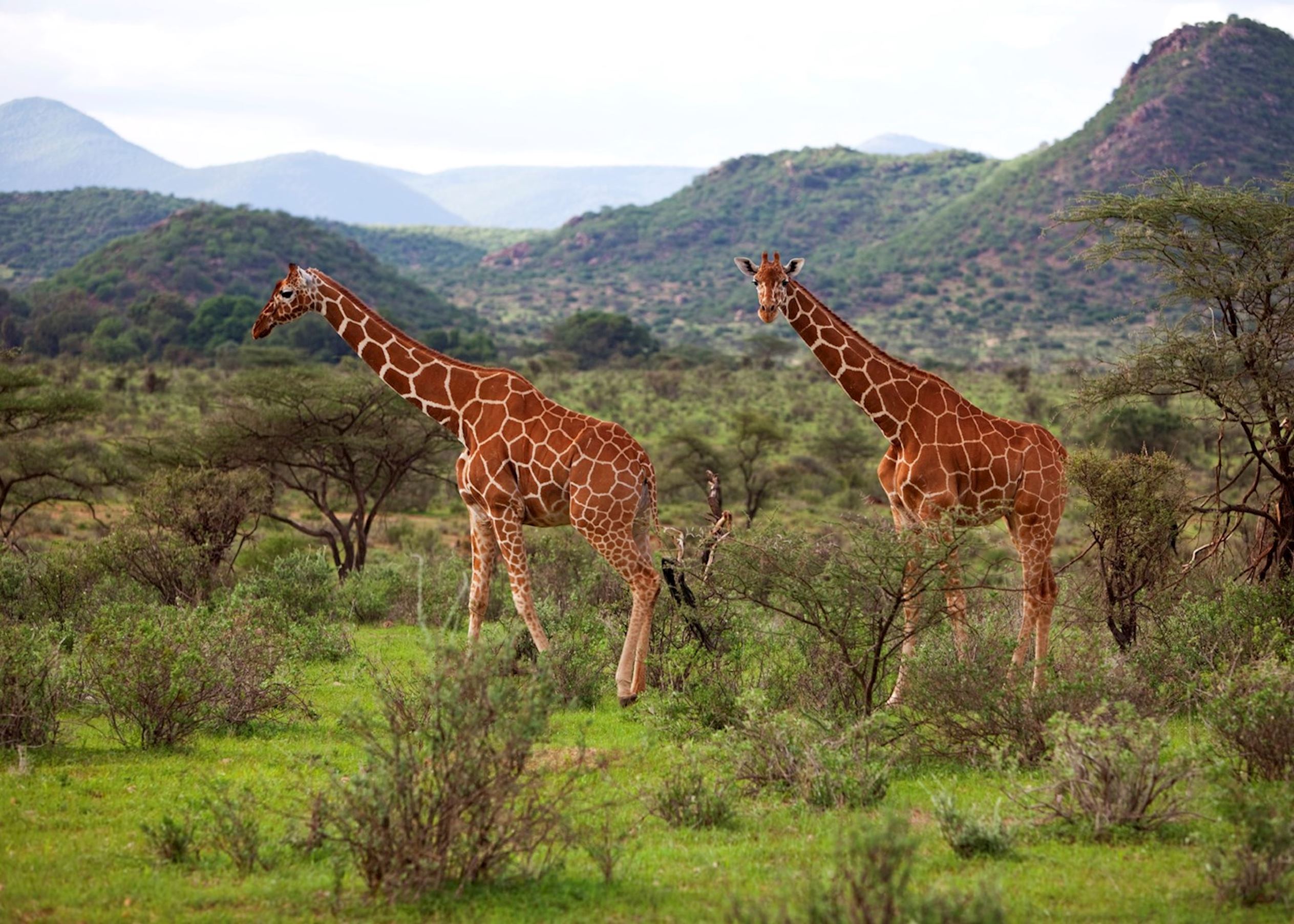 Best Time to Visit Kenya