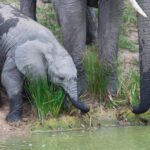 Best Time to Visit Kruger National Park