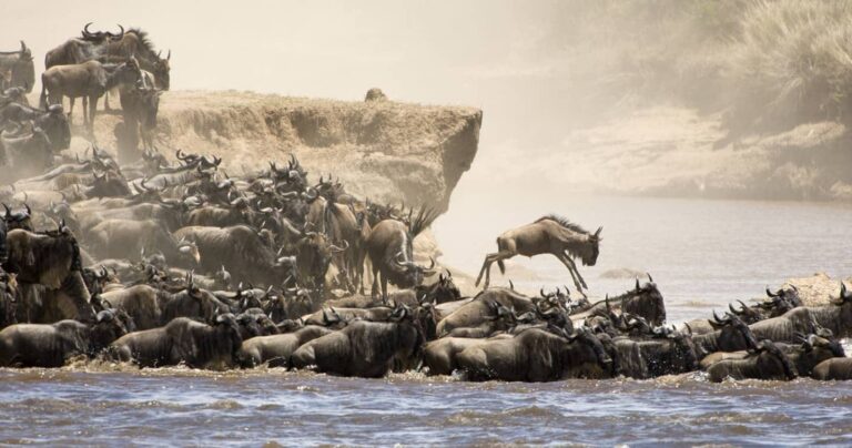 Best Time to Visit Masai Mara National Park
