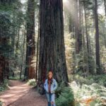 Best Time to Visit Redwood Forest California