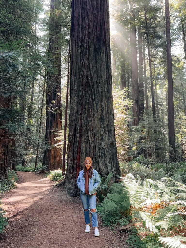 Best Time to Visit Redwood Forest California