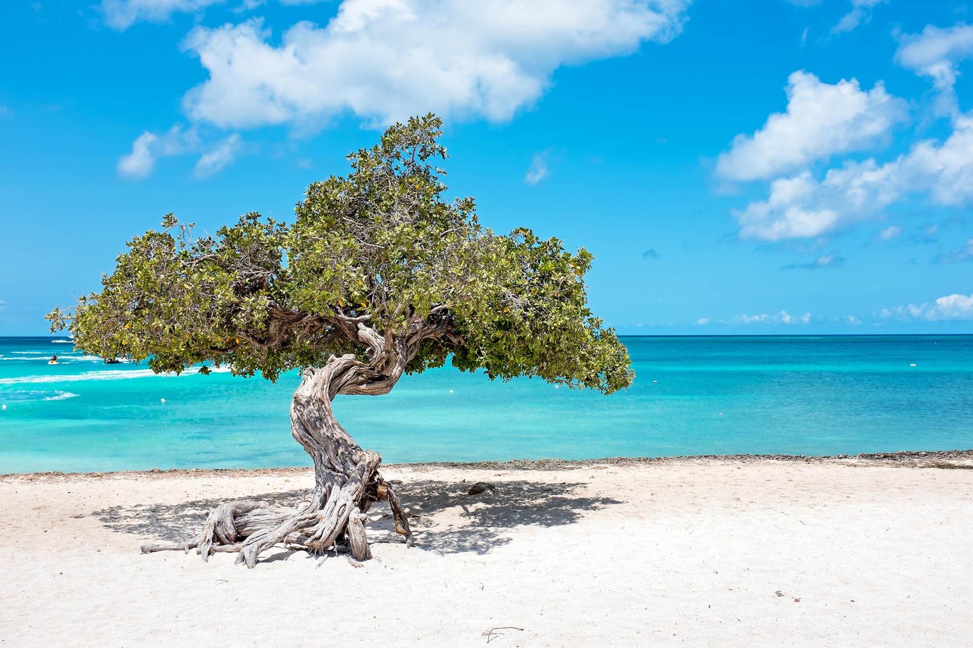 Best Times to Visit Aruba