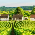 Day Trip to Champagne from Paris
