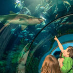 Family Things to Do in Galveston