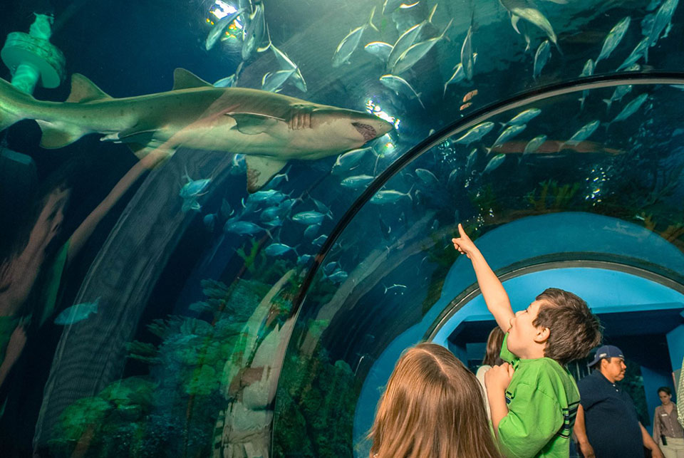 Family Things to Do in Galveston